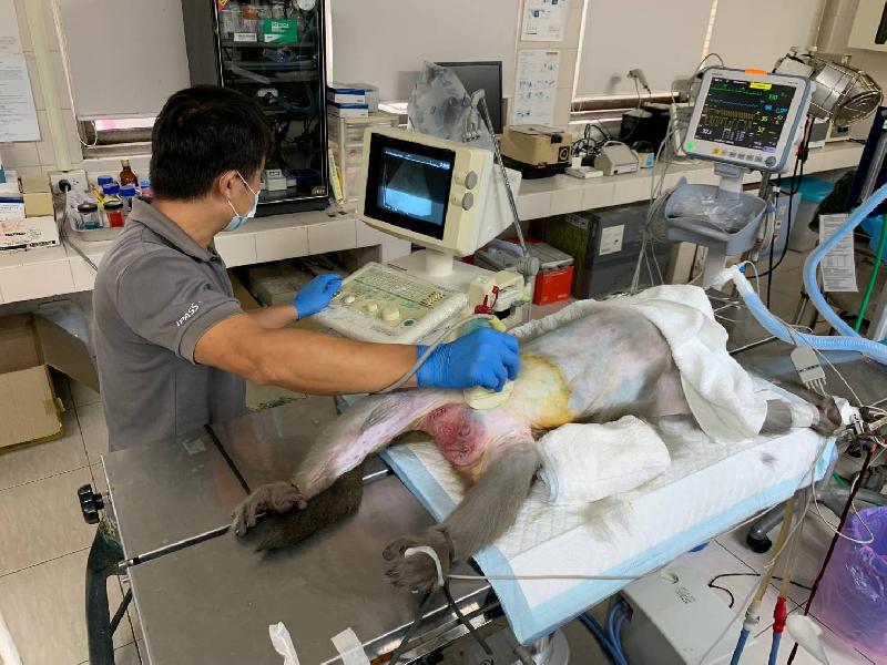  阮綜合醫院為眾生獻愛   贈超音波掃描儀  為壽山動物健康把關/ 台銘新聞網