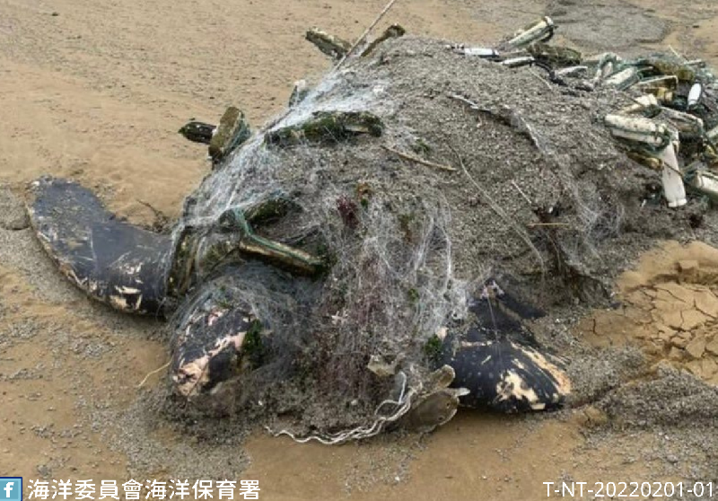 擱淺革龜病理報告出爐   中國網具纏繞及感染為主要死因 / 台銘新聞網