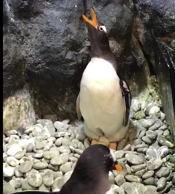  屏東海生館企鵝新生準備中！企鵝肚上的小黑洞「孵卵斑」大揭密/ 台銘新聞網