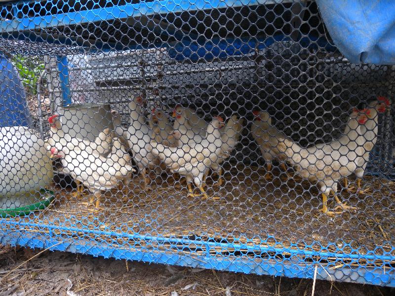 春天後母臉 動保處籲養禽業者重視雞隻球蟲防範    / 台銘新聞網