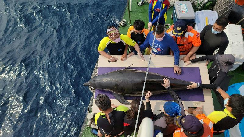  徹夜不間斷救援 印太瓶鼻海豚今日順利回到大海/ 台銘新聞網
