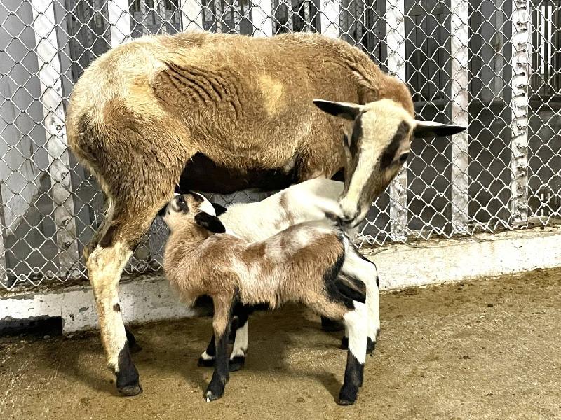  壽山動物園迎來動物新生潮  狐獴、黑肚綿羊及絨鼠傳來喜訊/ 台銘新聞網