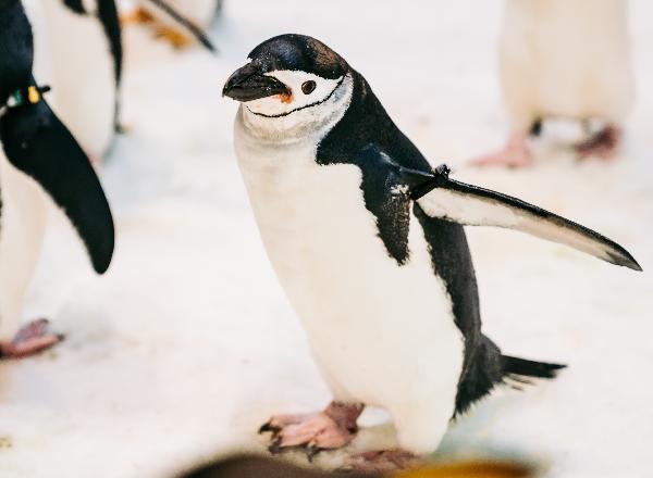  振興小確幸！屏東海生館預訂秒飛南極的企鵝飼育照護體驗/ 台銘新聞網