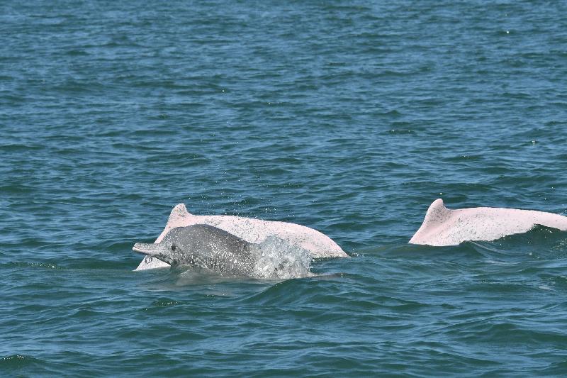 海委會  推動白海豚復育行動    永續白海豚生存努力 / 台銘新聞網
