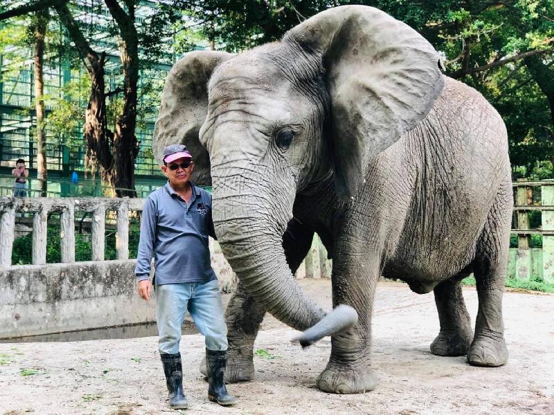 國際瀕危物種日巧遇520！  不能沒有牠！壽山動物園「溫柔的巨獸」 保育員眼中的大象阿里 / 台銘新聞網