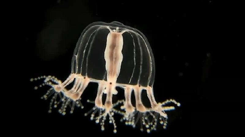 絕美水中吊鐘   屏東海生館展出    看顯微鏡下的枝足水母  / 台銘新聞網