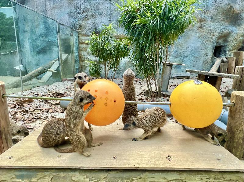 狐獴吃串燒？壽山動物園設計覓食玩具 豐富動物生活 / 台銘新聞網