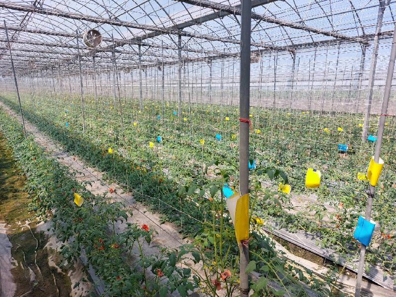 高雄番茄正值種植初期  農業局提醒農友注意銀葉粉蝨防治 / 台銘新聞網