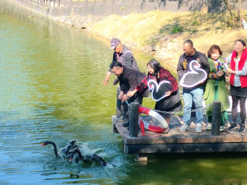  輔英科大喜迎黑天鵝與迷你馬     生態共融共築永續校園