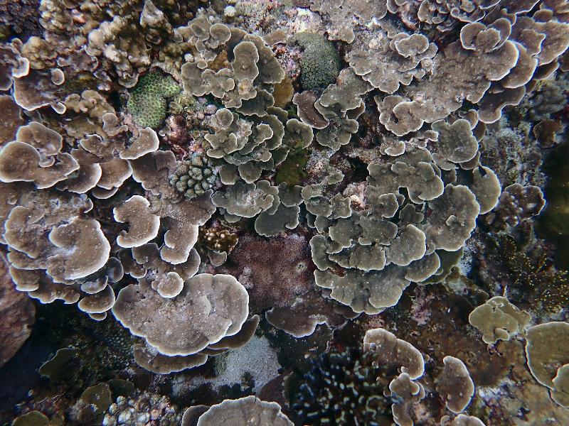  活海馬、石珊瑚、軟珊瑚進口 自11月1日起採用新貨品號列/ 台銘新聞網