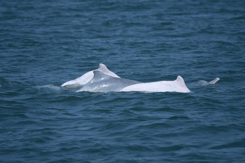 海保署分享喜訊  白海豚目擊個體再添幼豚  / 台銘新聞網