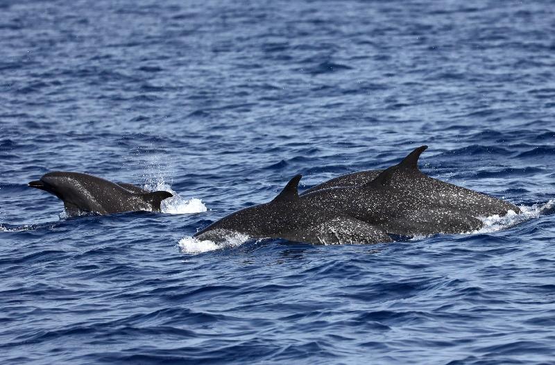 海保署公告強化鯨豚保護  保育計畫  / 台銘新聞網