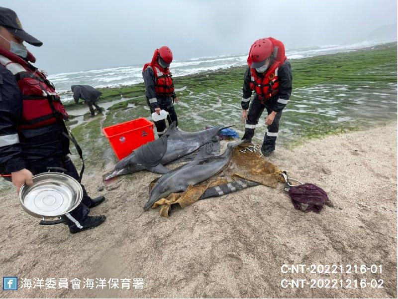糙齒海豚集體擱淺新北老梅沙灘 多數順利搶救回到大海 / 台銘新聞網