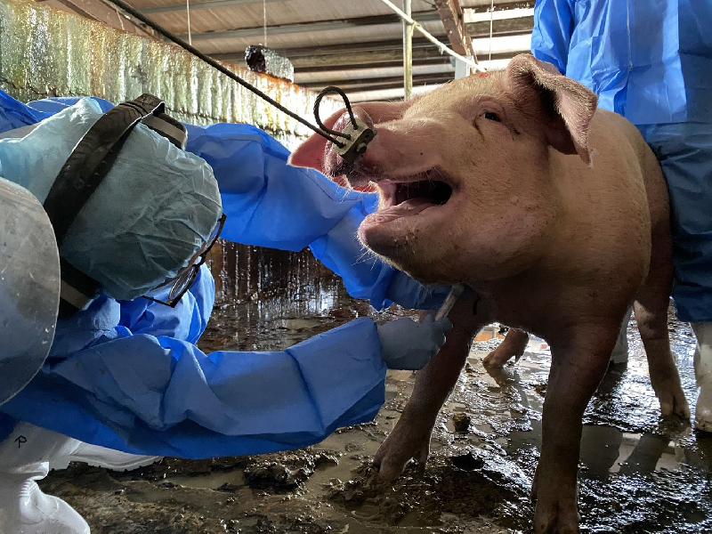 2026高雄市全面啟動防疫行動   穩固養豬產業 