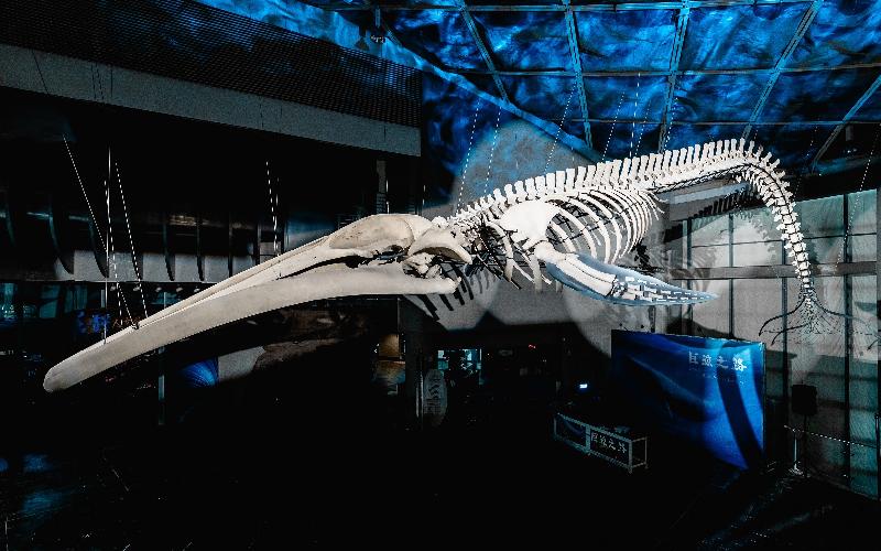    屏東海生館      全台首座藍鯨骨骼標本亮相/ 台銘新聞網