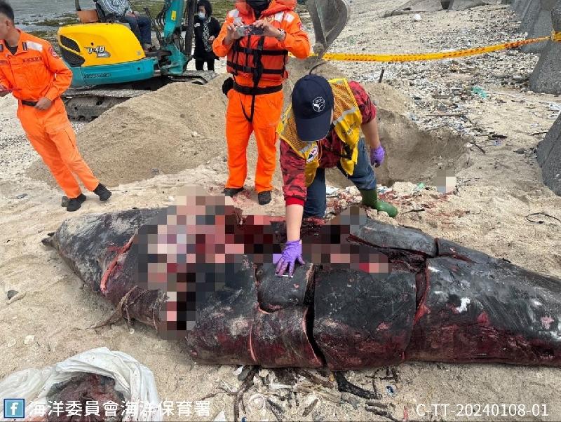 綠島稀有鯨豚遭割肉  破案獎勵金最高20萬元 / 台銘新聞網