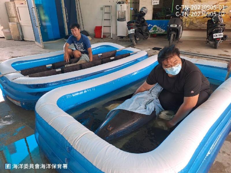  台南岸際2隻擱淺海豚 MARN機制啟動搶救中 / 台銘新聞網