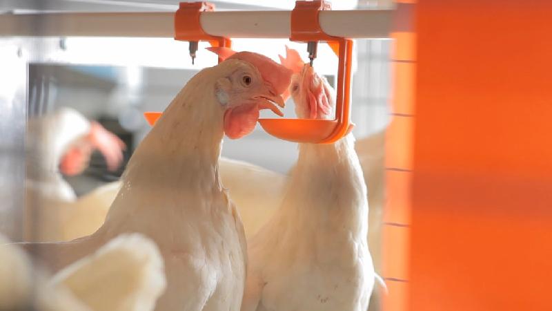  高市農輔導石安牧場福利蛋  年產1.1億顆優質蛋為最   / 台銘新聞網