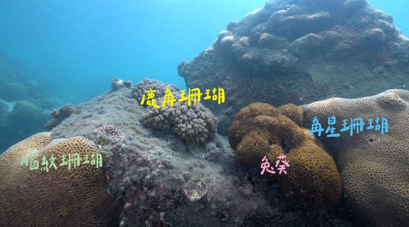  台灣中油發布永安天然氣接收站海底珊瑚達130種 生態成果媲美保護區/ 台銘新聞網