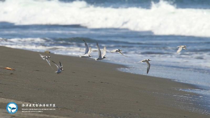 燕鷗繁殖季即將到來 海洋保育署呼籲守護燕鷗家族 / 台銘新聞網