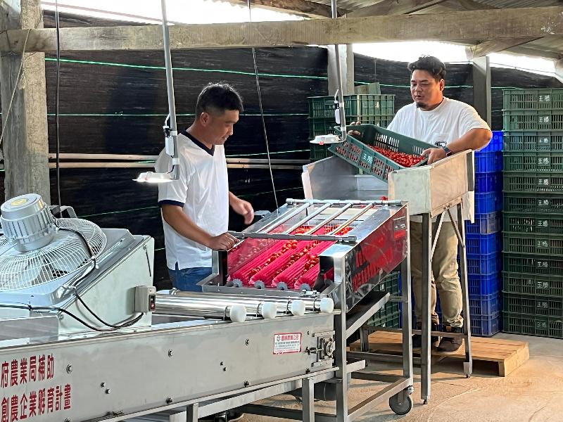 蕃茄生產與銷售出瓶頸    高雄農企孵育計畫助力解決  / 台銘新聞網