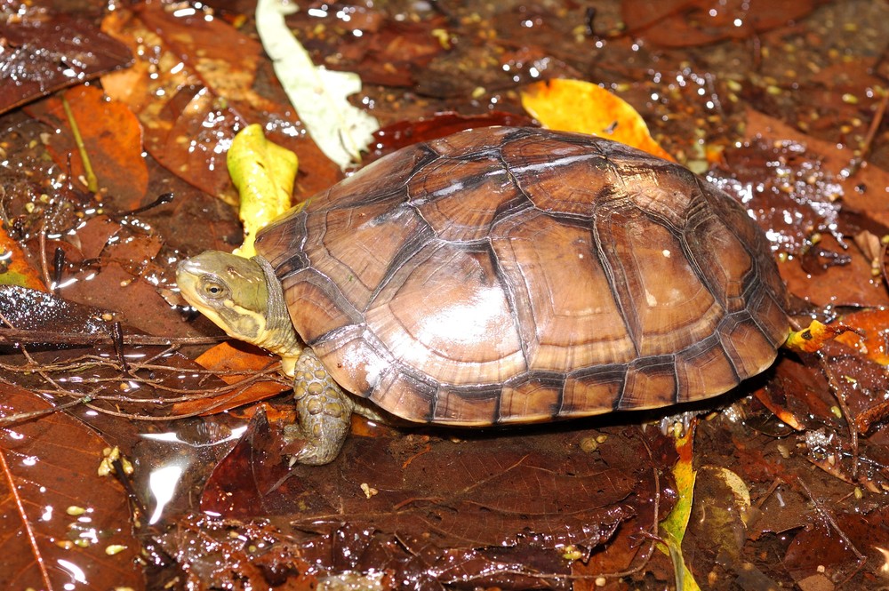 5月23日世界烏龜日，一起守護野生龜類生存/台銘新聞網