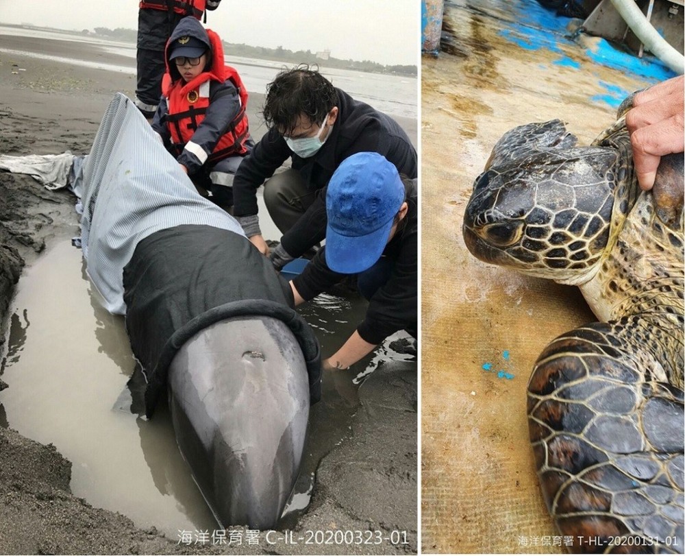 今年第1季臺灣鯨豚及海龜擱淺 與前5年同季相比沒有明顯增加/台銘新聞網