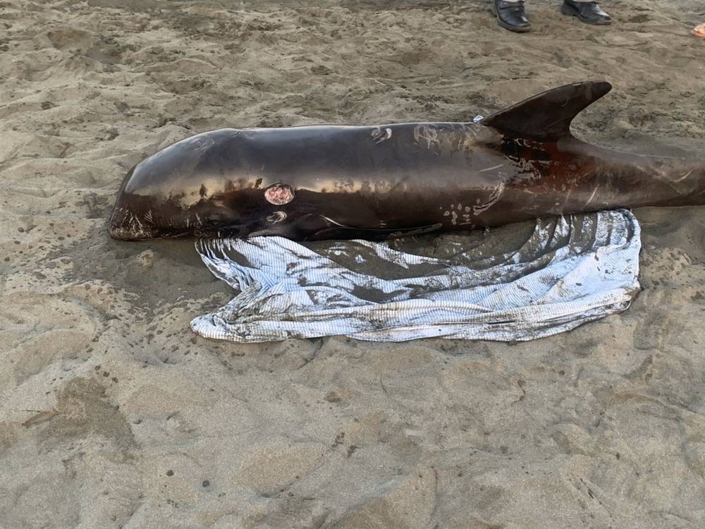 花紋海豚遭鯊吻擱淺沙灘，海巡徹夜守護協助救治/台銘新聞網