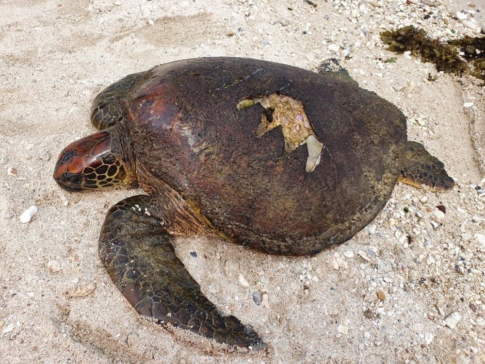 可憐海龜背甲破大洞 海巡心疼挽救護生態/台銘新聞網