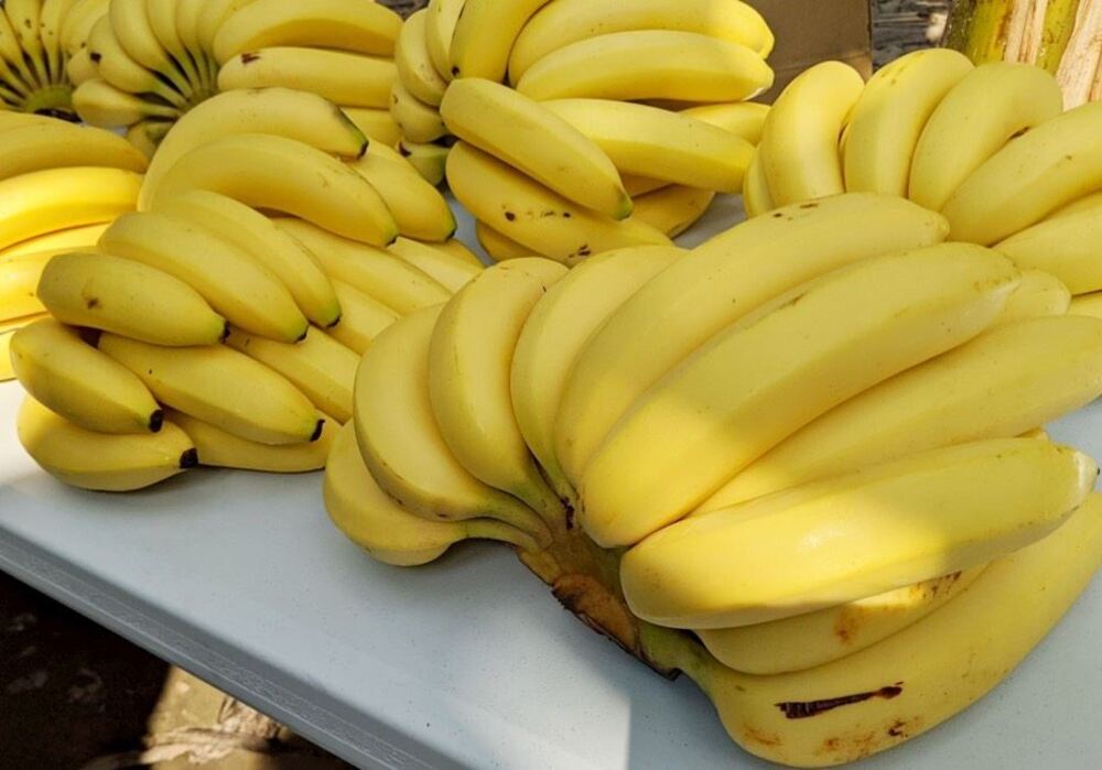 各界響應購買高雄香蕉 企業團購湧入90,000公斤 高雄產地農民團體忙出貨/台銘新聞網