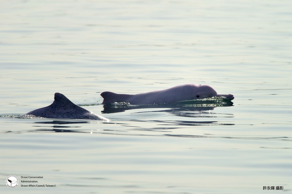 2部會逾8年努力，催生中華白海豚重要棲息環境公告，自109年9月1日生效/台銘新聞網