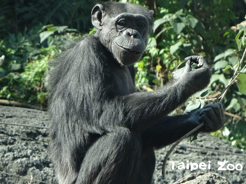 最年長黑猩猩過世-「阿美」享年51歲/台銘新聞網