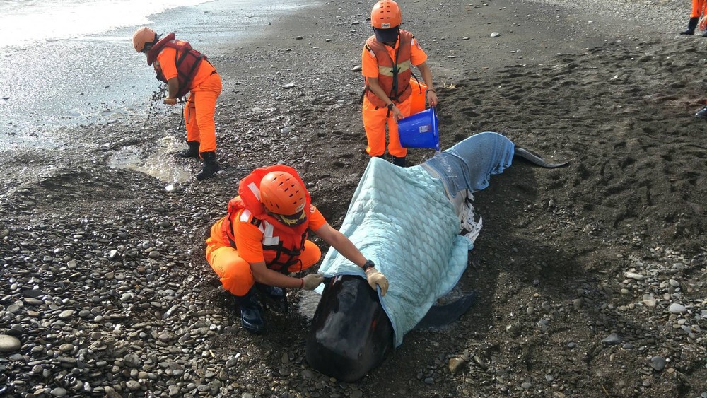 一星期內二隻鯨豚擱淺  海巡搶救仍回天乏術/台銘新聞網