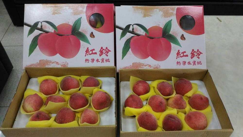 太平區農會新品種 「紅鈴水蜜桃」上市/台銘新聞網