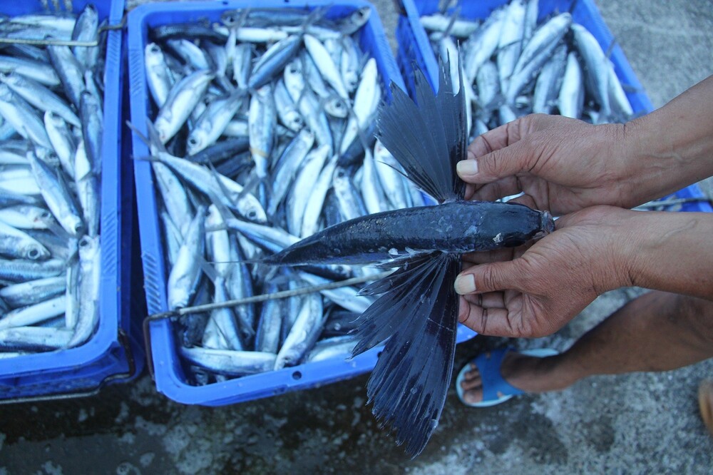 飛魚卵採捕期將屆，請漁民朋友們注意並遵守相關規定/台銘新聞網
