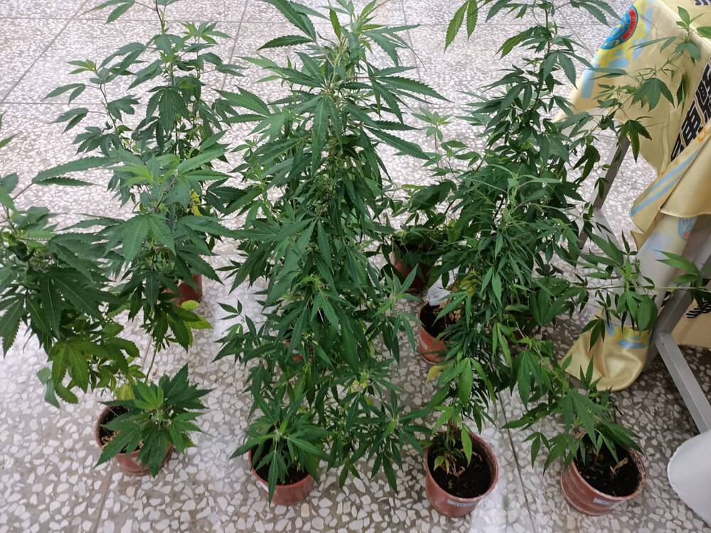 屏東警查獲培植大麻嫌犯   起出十四株大麻樹  有效遏阻毒品流於市面/台銘新聞網