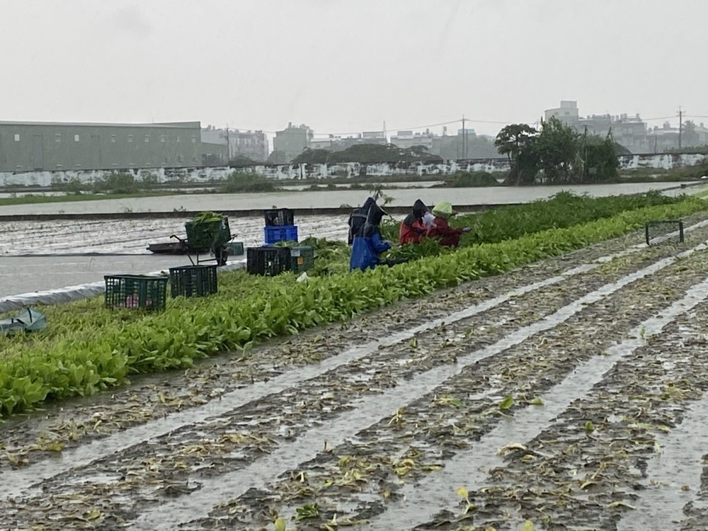   西南風增強連續降雨  農業局籲農民加強防範及注意搶收安全/台銘新聞網