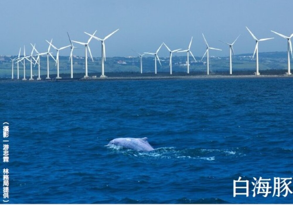 海洋漫波，認識白海豚之美!!/台銘新聞網